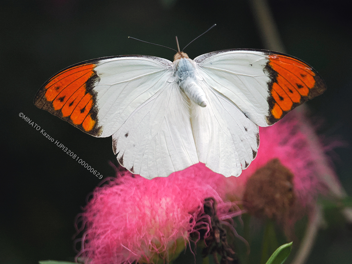 ツマベニチョウ