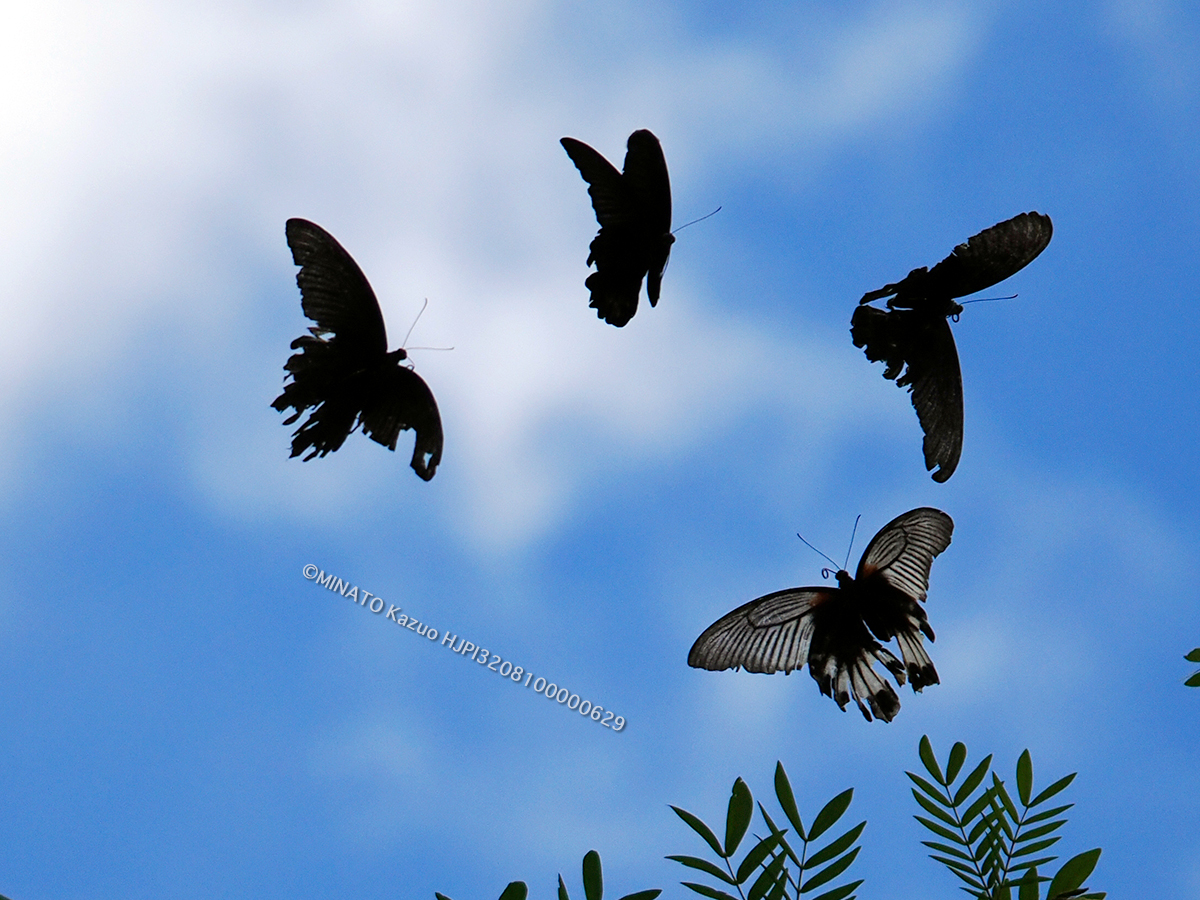 ナガサキアゲハ