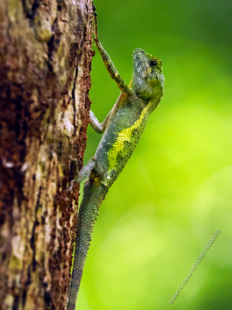 オキナワキノボリトカゲ