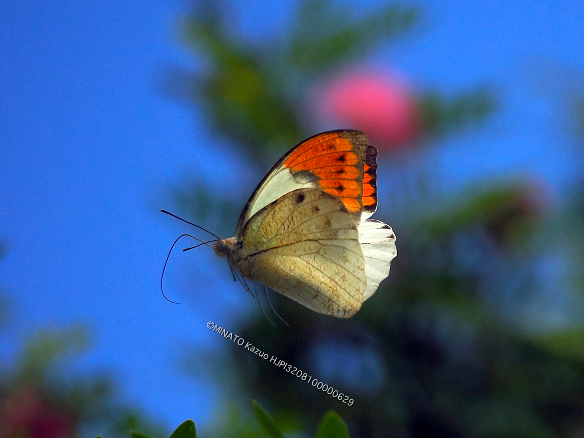 ツマベニチョウ