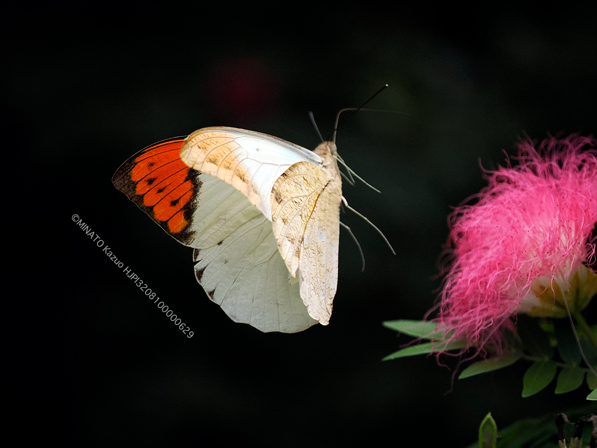 ツマベニチョウ