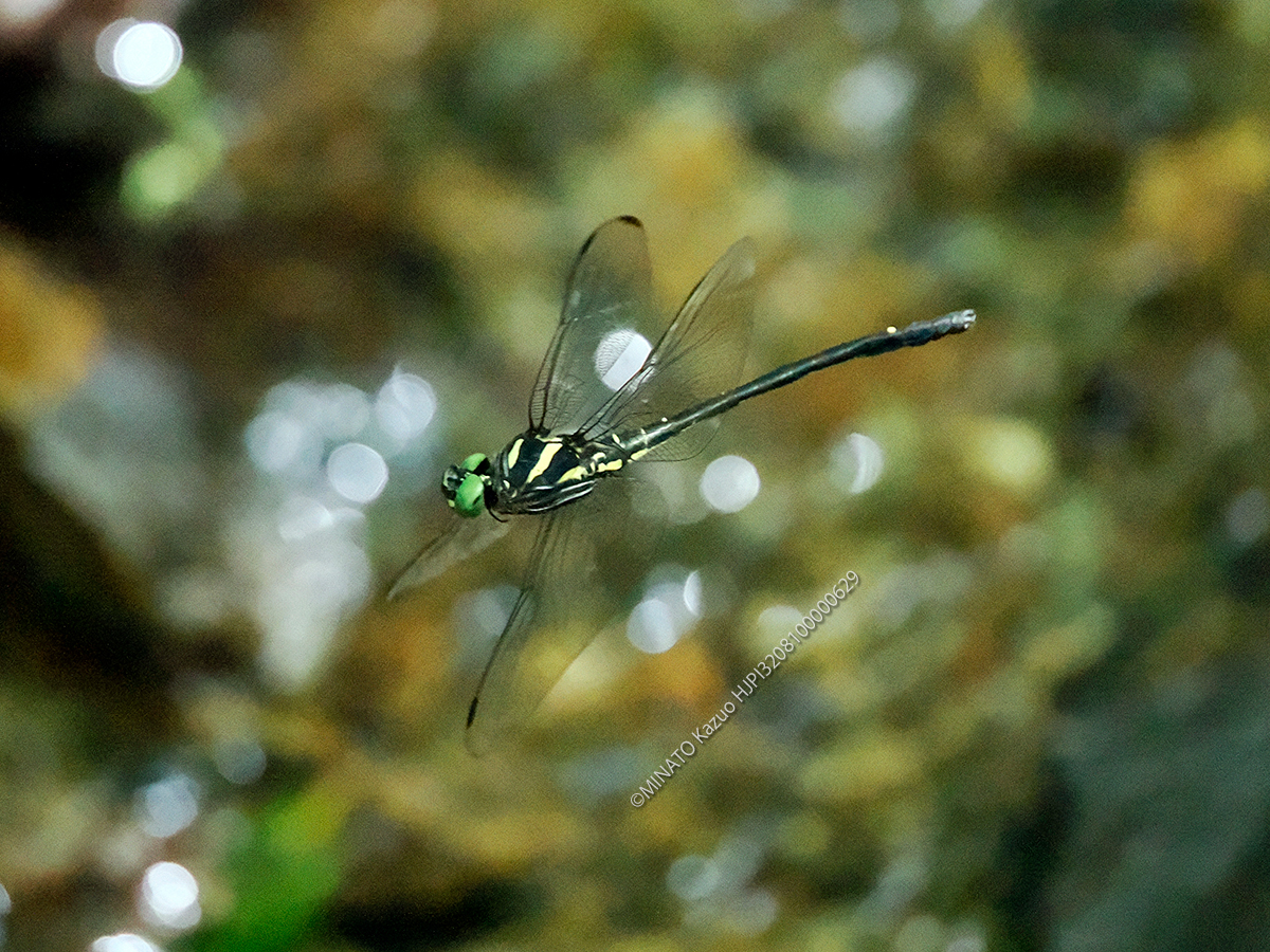 カラスヤンマ雄
