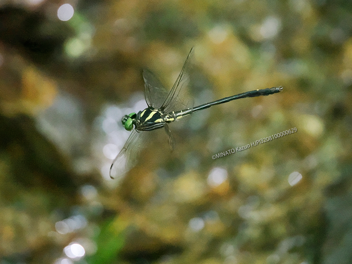 カラスヤンマ雄