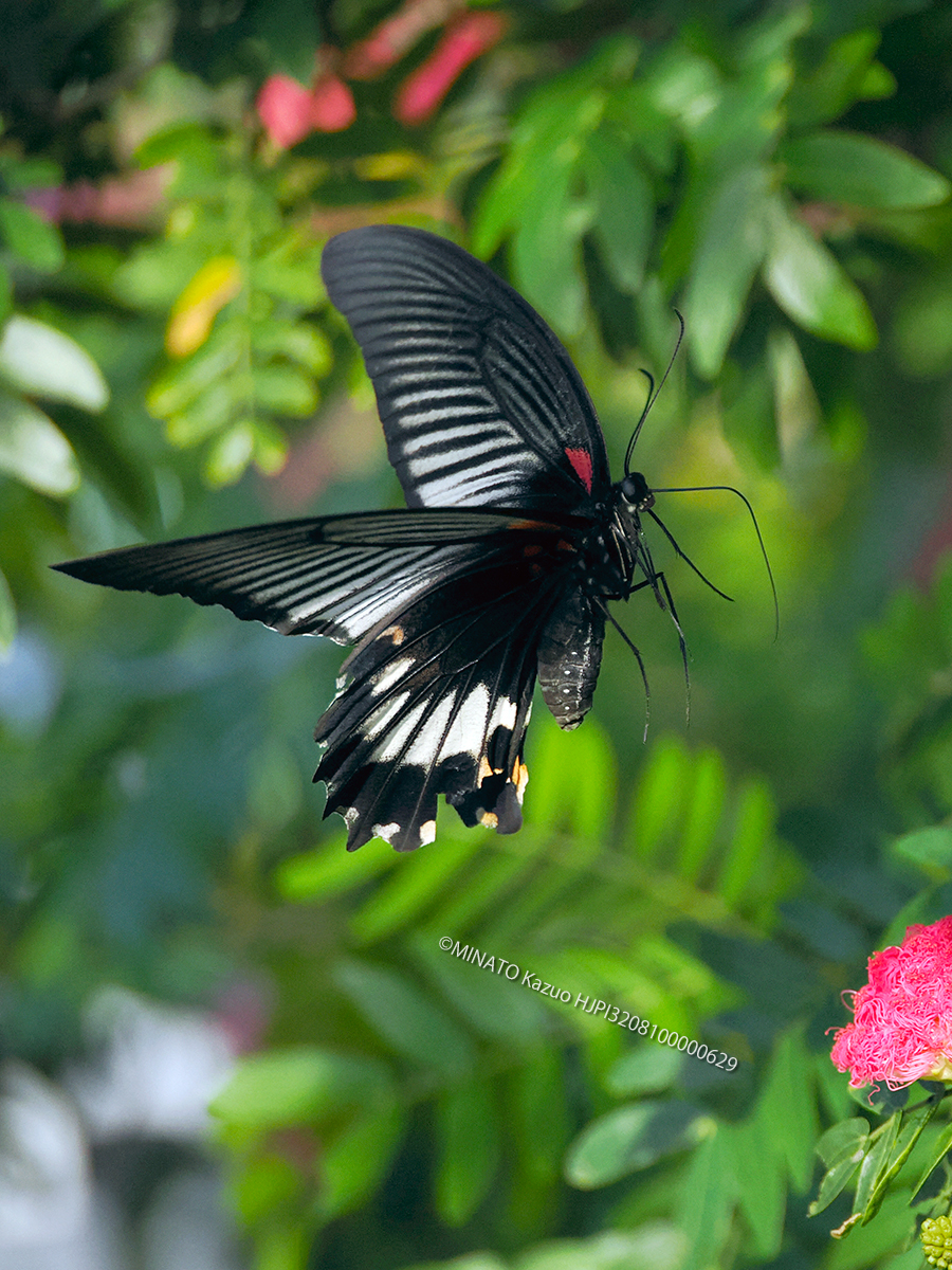 ナガサキアゲハ雌