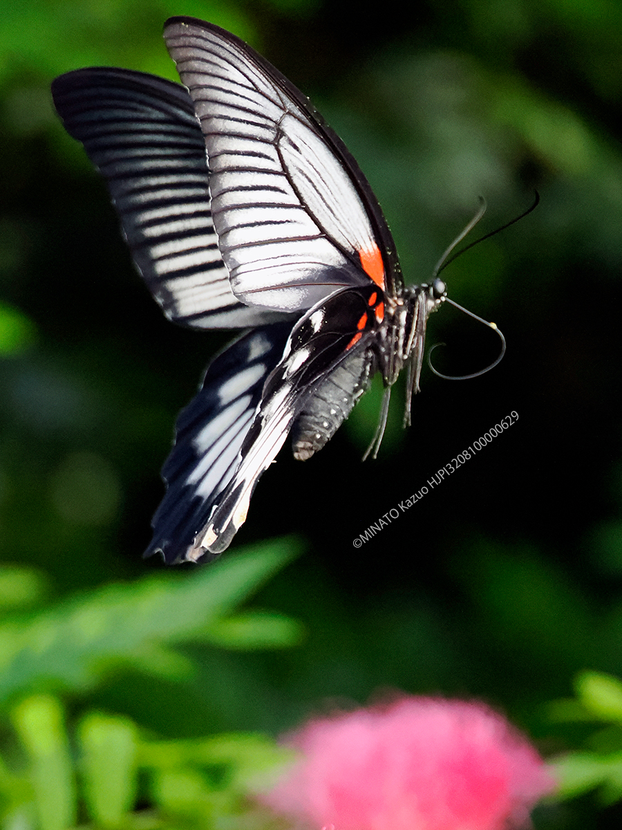 ナガサキアゲハ雌