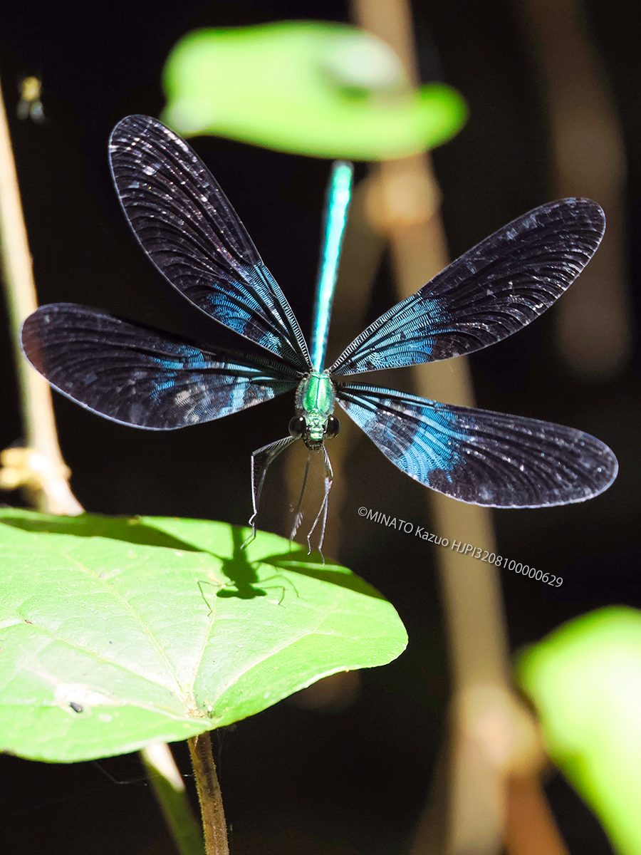 リュウキュウはグロトンボ雄