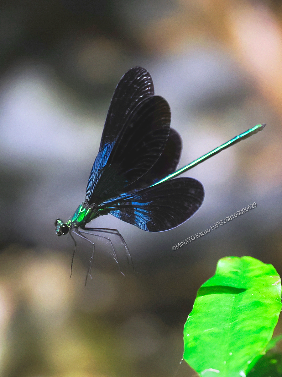 リュウキュウはグロトンボ雄