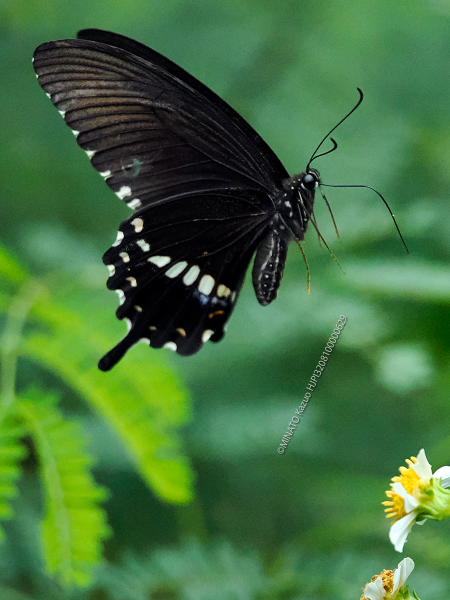 シロオビアゲハ