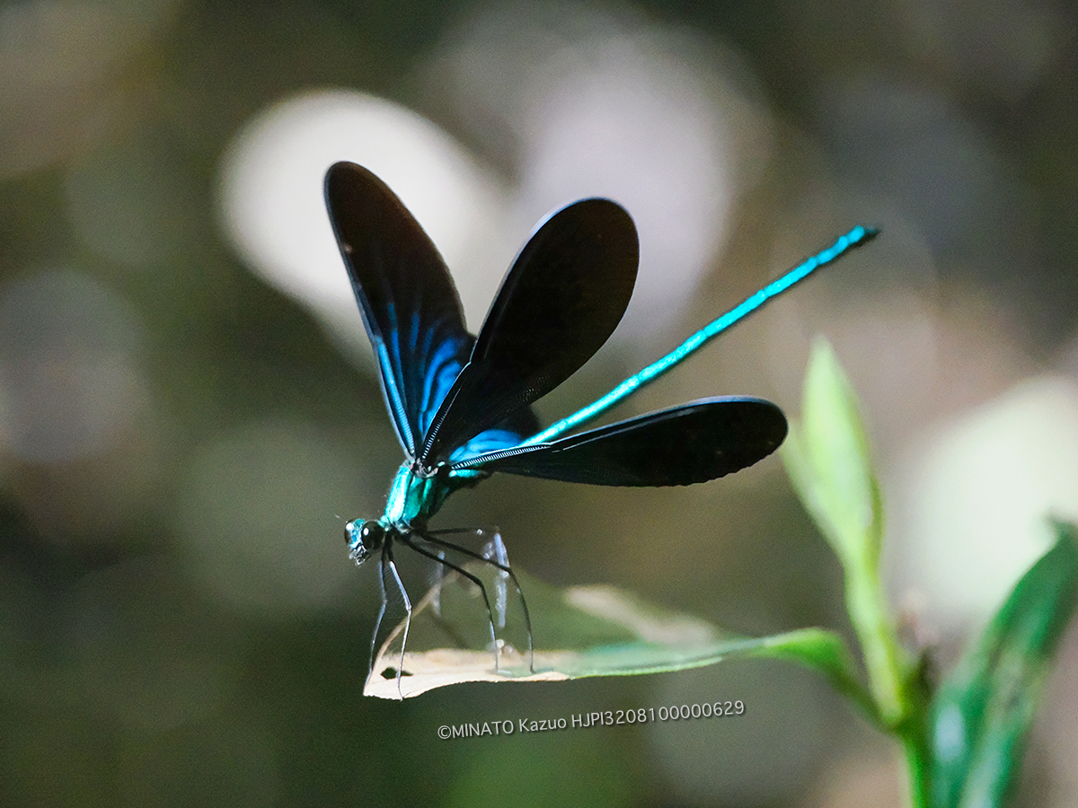 リュウキュウはグロトンボ雄