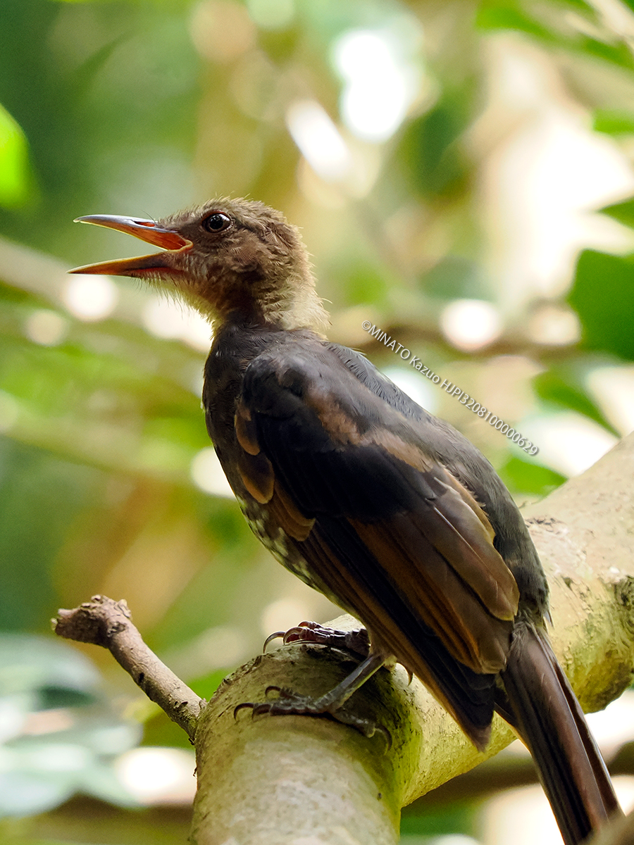リュウキュウヒヨドリ若鳥