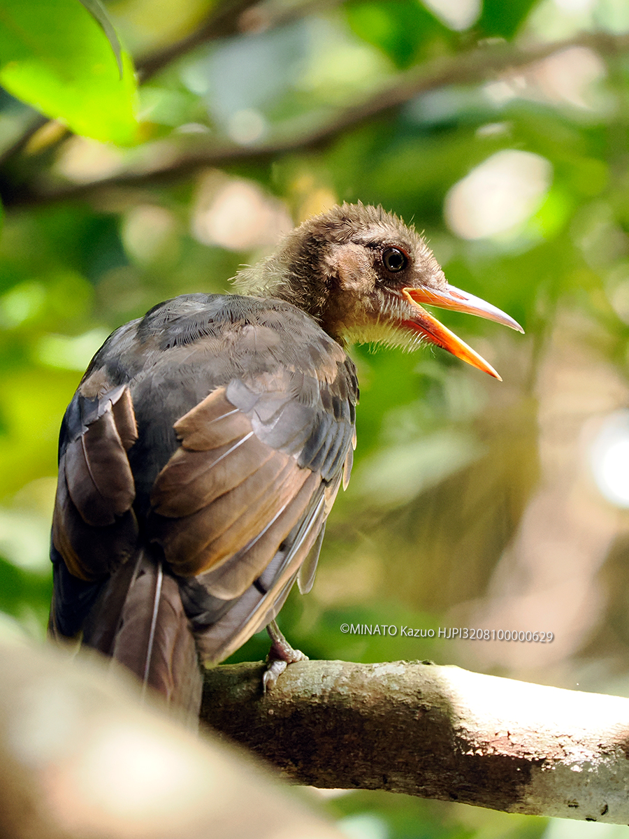 リュウキュウヒヨドリ若鳥