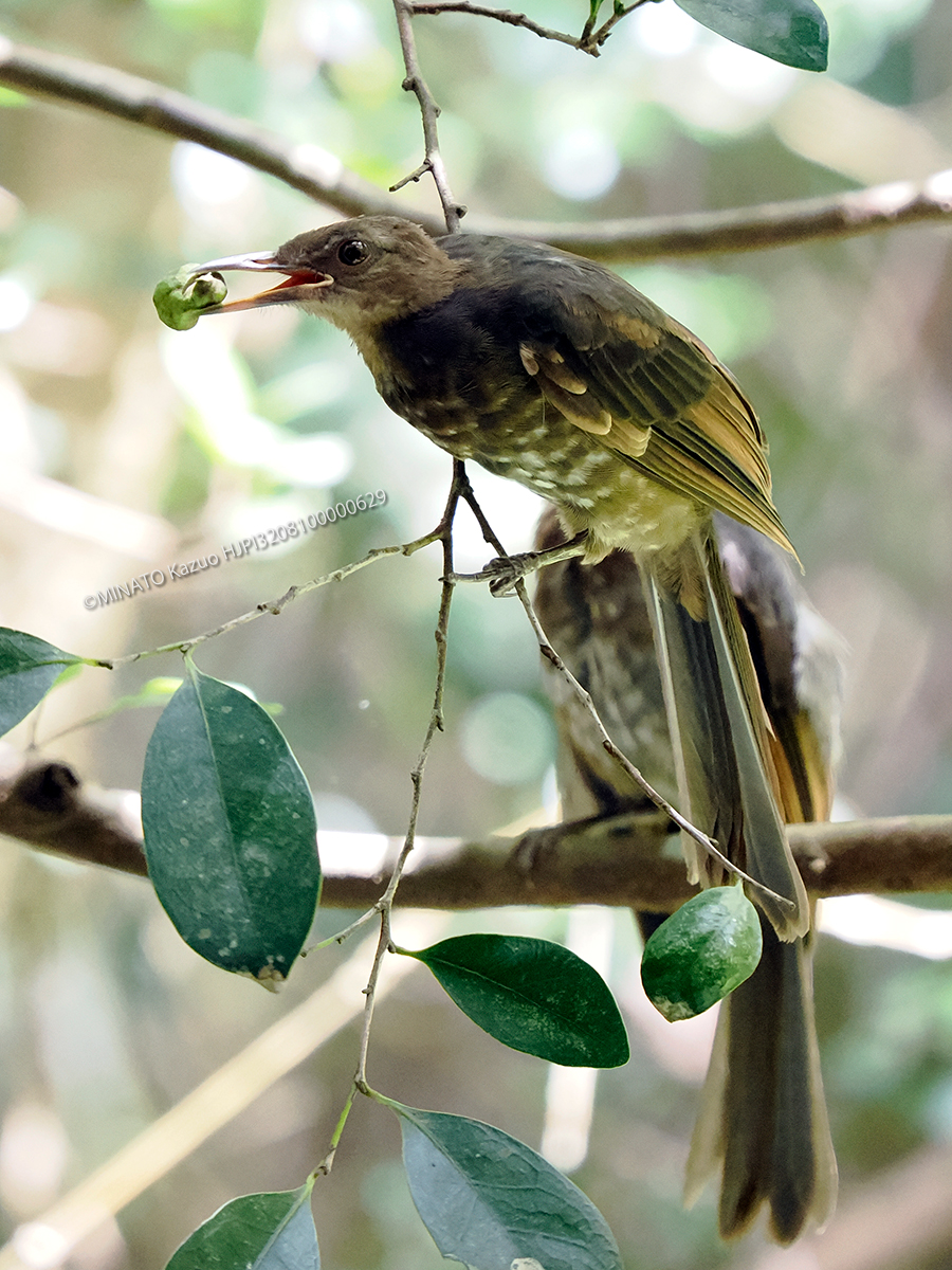 リュウキュウヒヨドリ