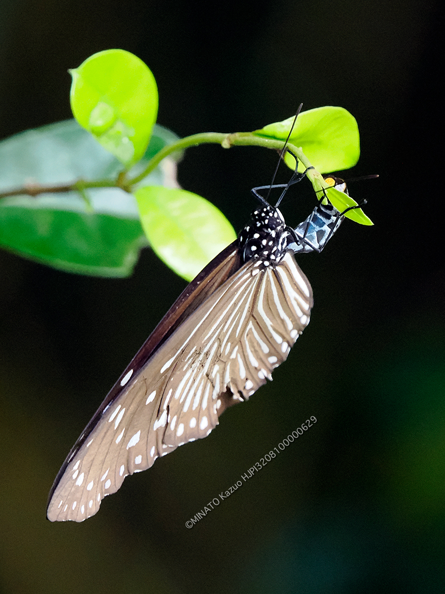 ツマムラサキマダラ産卵
