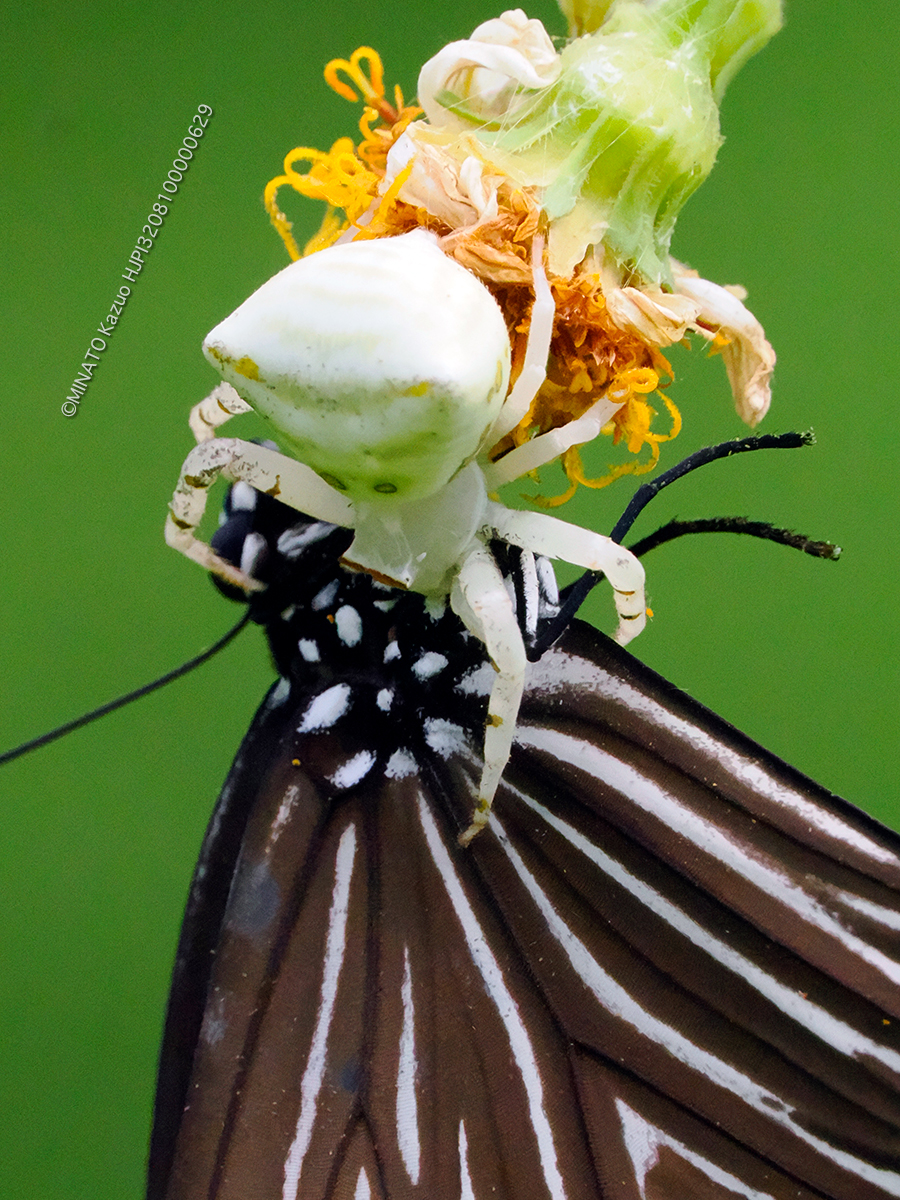 オキナワアズチグモ捕食