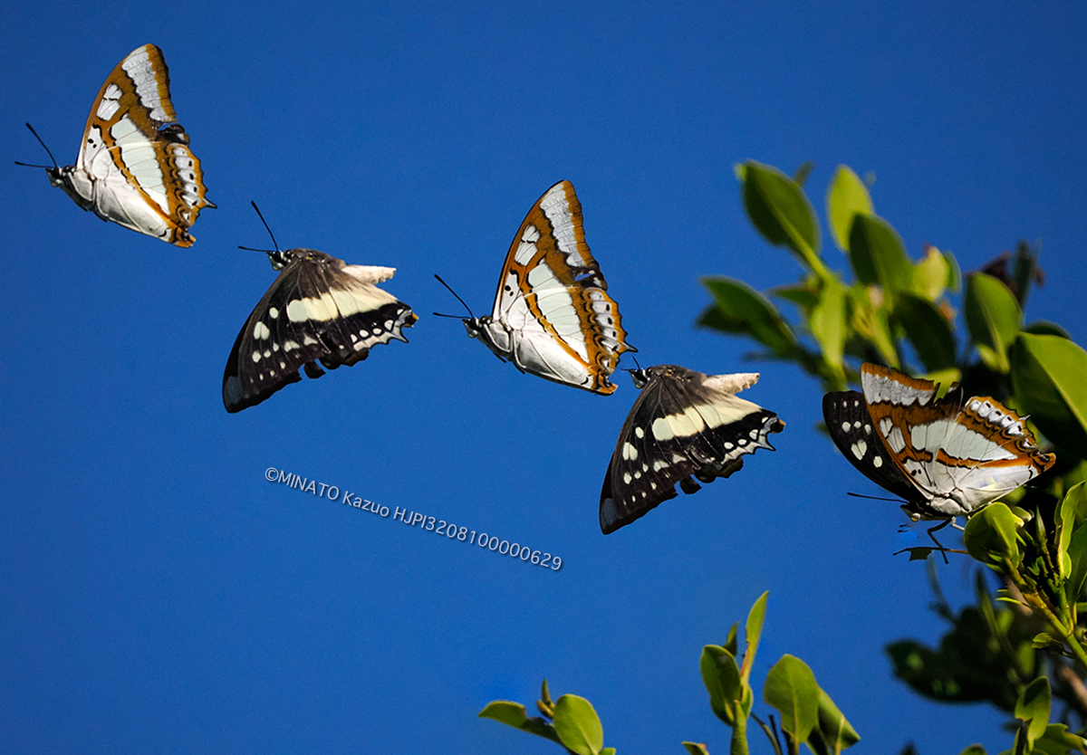 フタオチョウ飛翔
