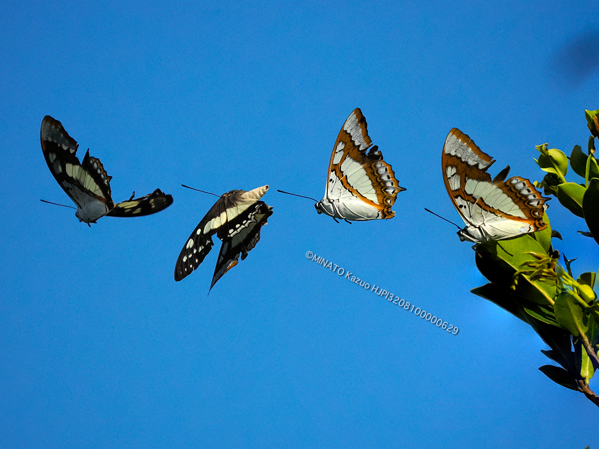 フタオチョウ飛翔