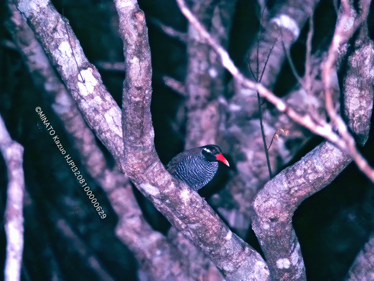 ヤンバルクイナ