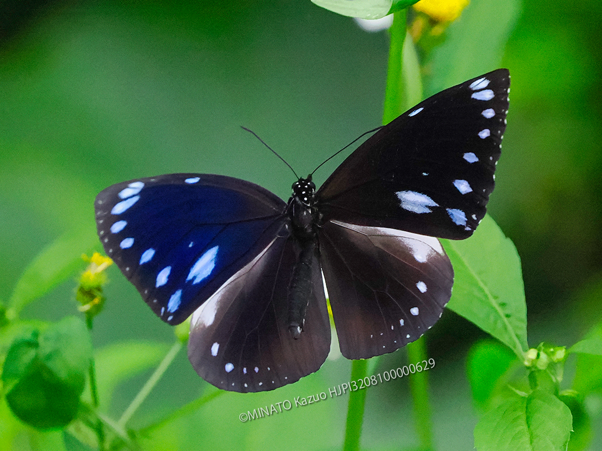 マルバネルリマダラ雌