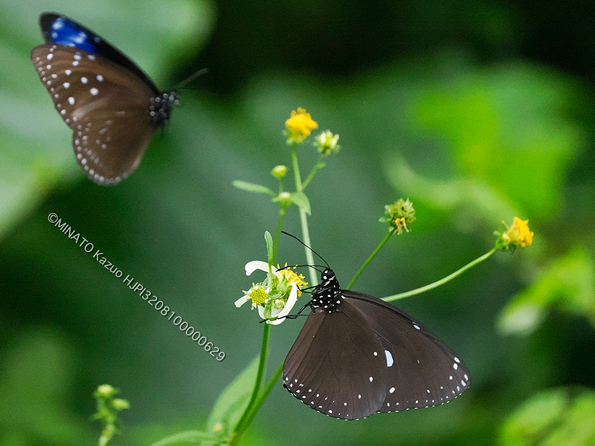 マルバネルリマダラ（右）とツマムラサキマダラ（左）