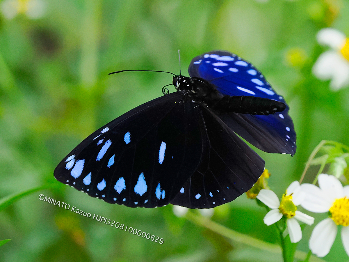 マルバネルリマダラ雄