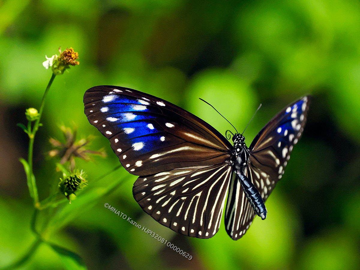 ツマムラサキマダラ雌