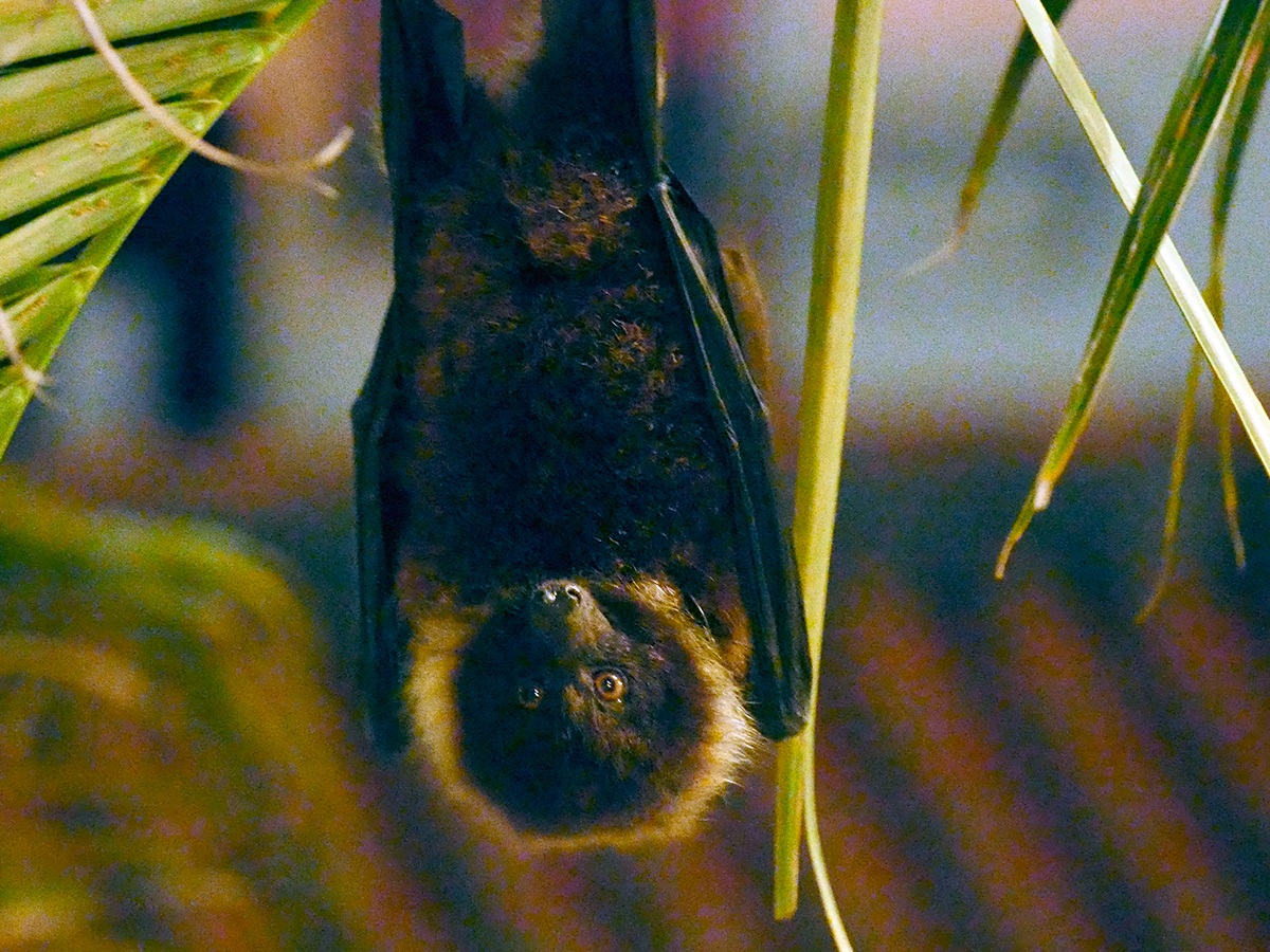 オリイオオコウモリ