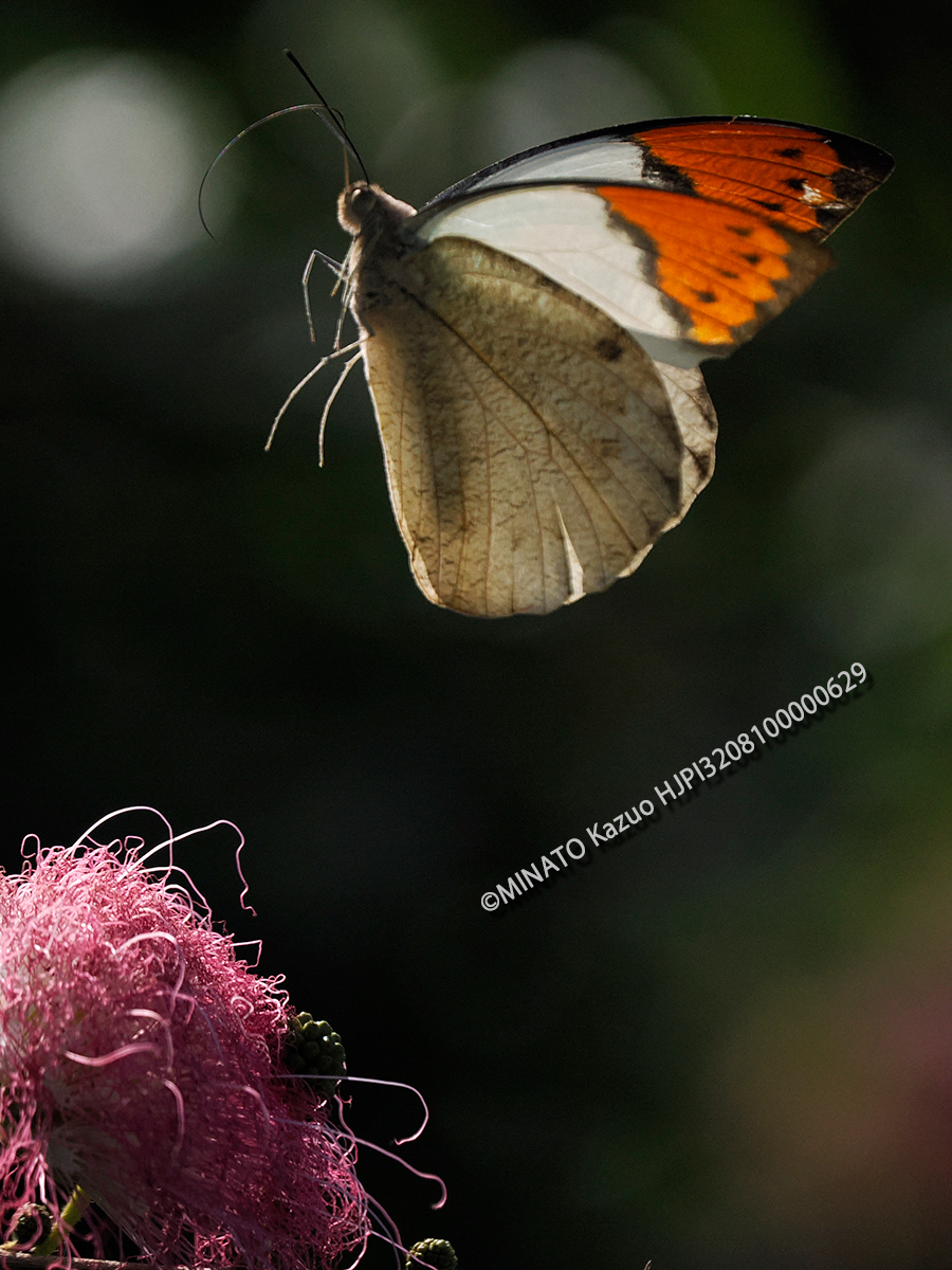 ツマべニチョウ