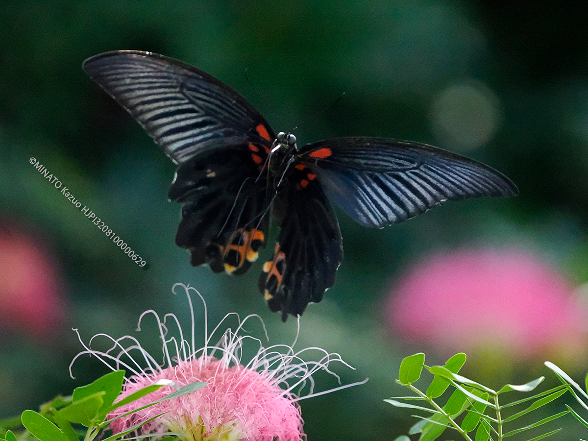 ナガサキアげは雄