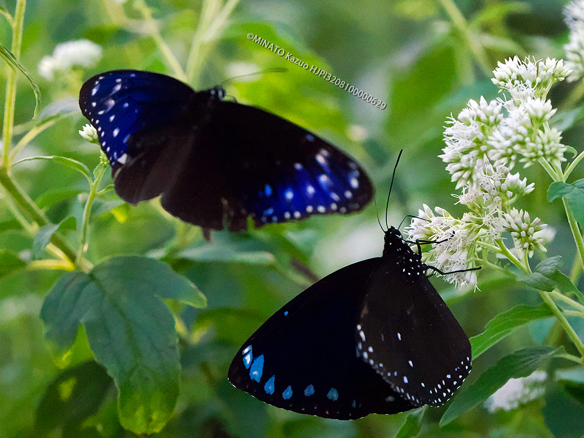 ツマムラサキマダラ雄とマルバネルリマダラ
