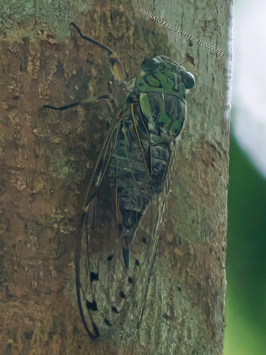 オオシマゼミ雌