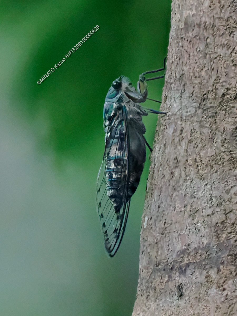 オオシマゼミ雄