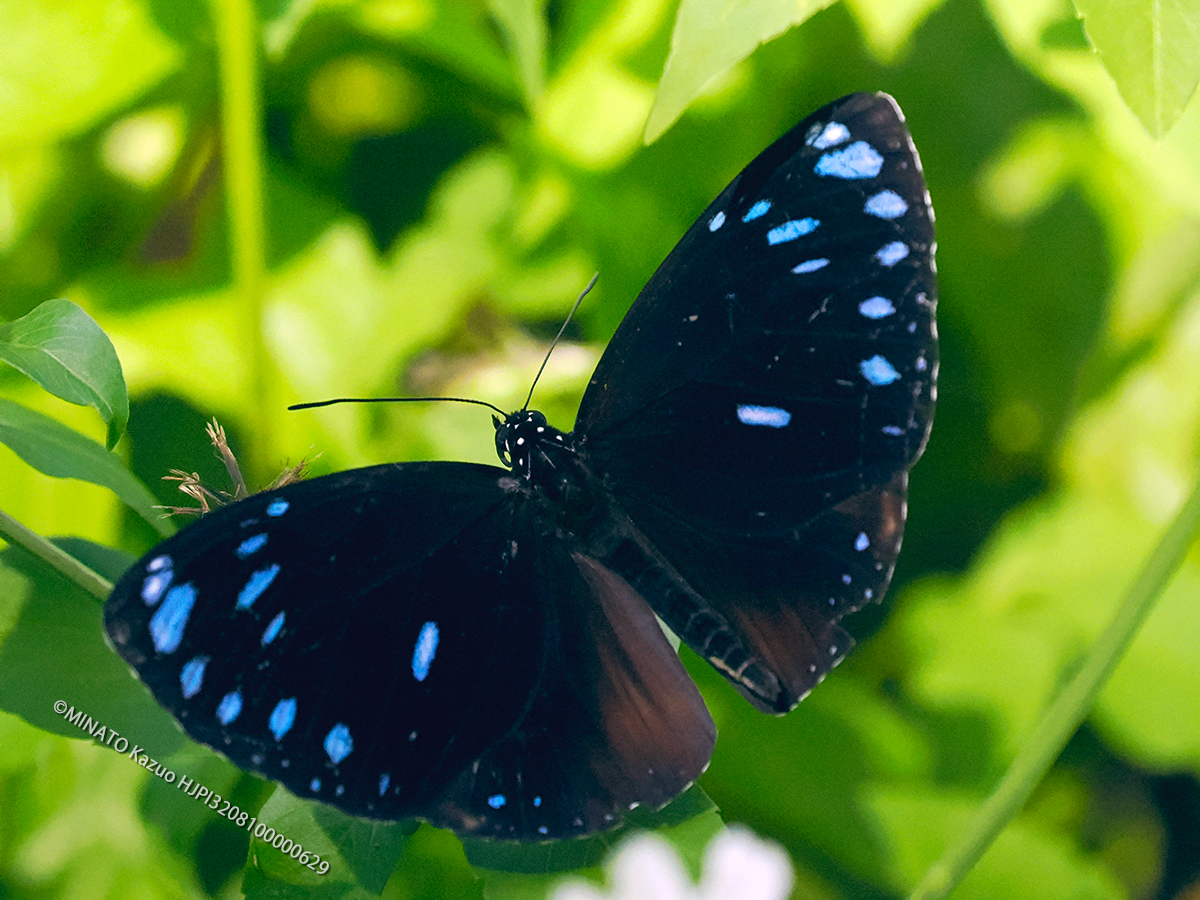 マルバネルリマダラ雄