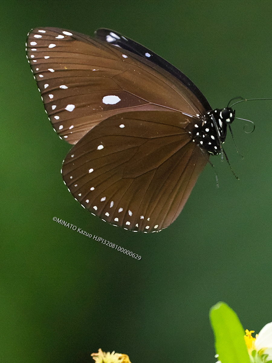 マルバネルリまダラ雌