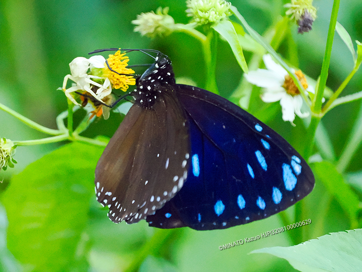 マルバネルリマダラ