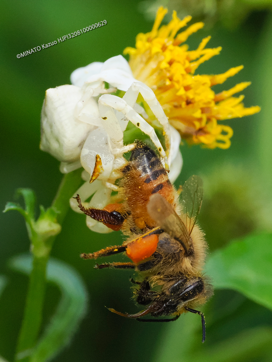 オキナワアズチグモ
