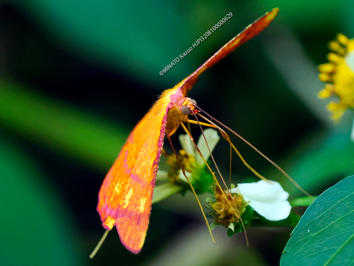 オビベニホシシャク