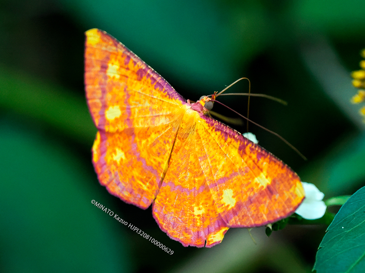 オビベニホシシャク