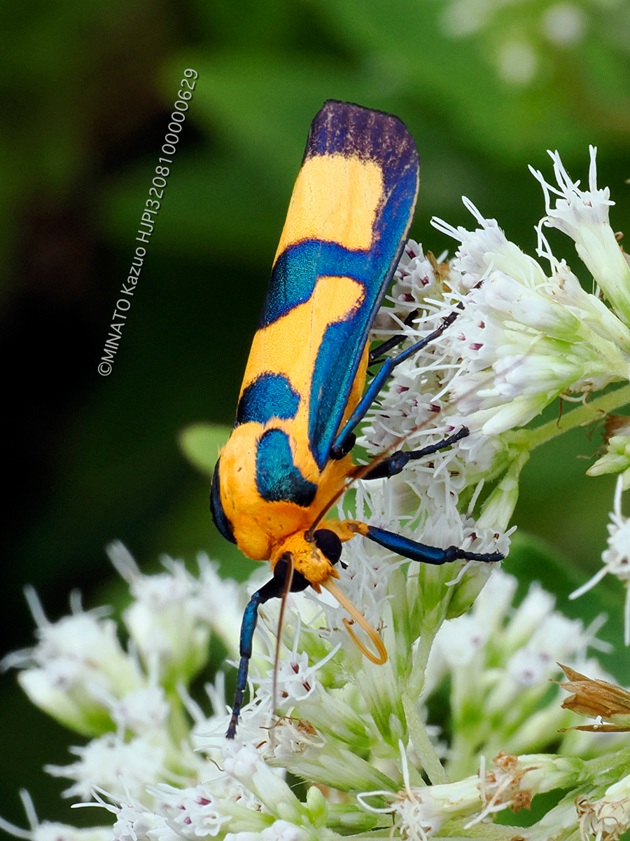 ルリモンホソバ