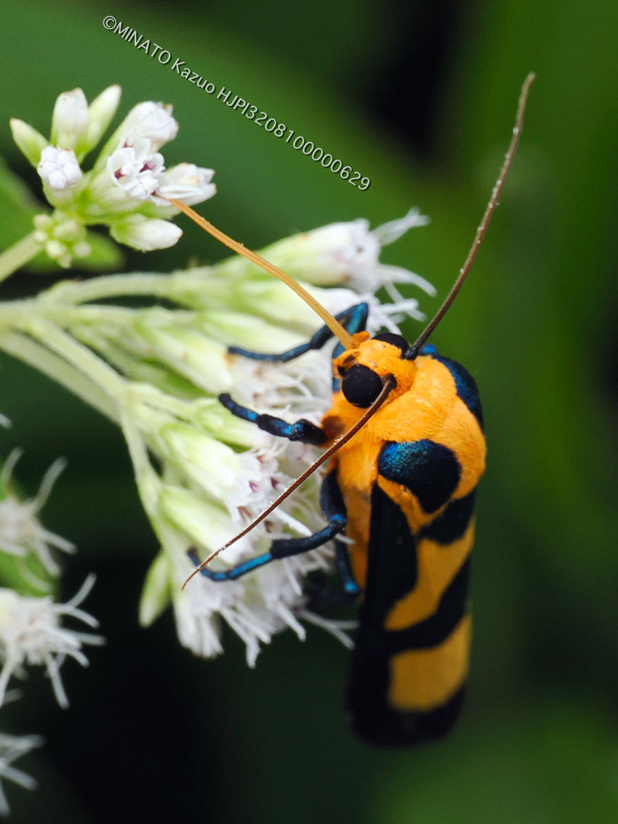 ルリモンホソバ