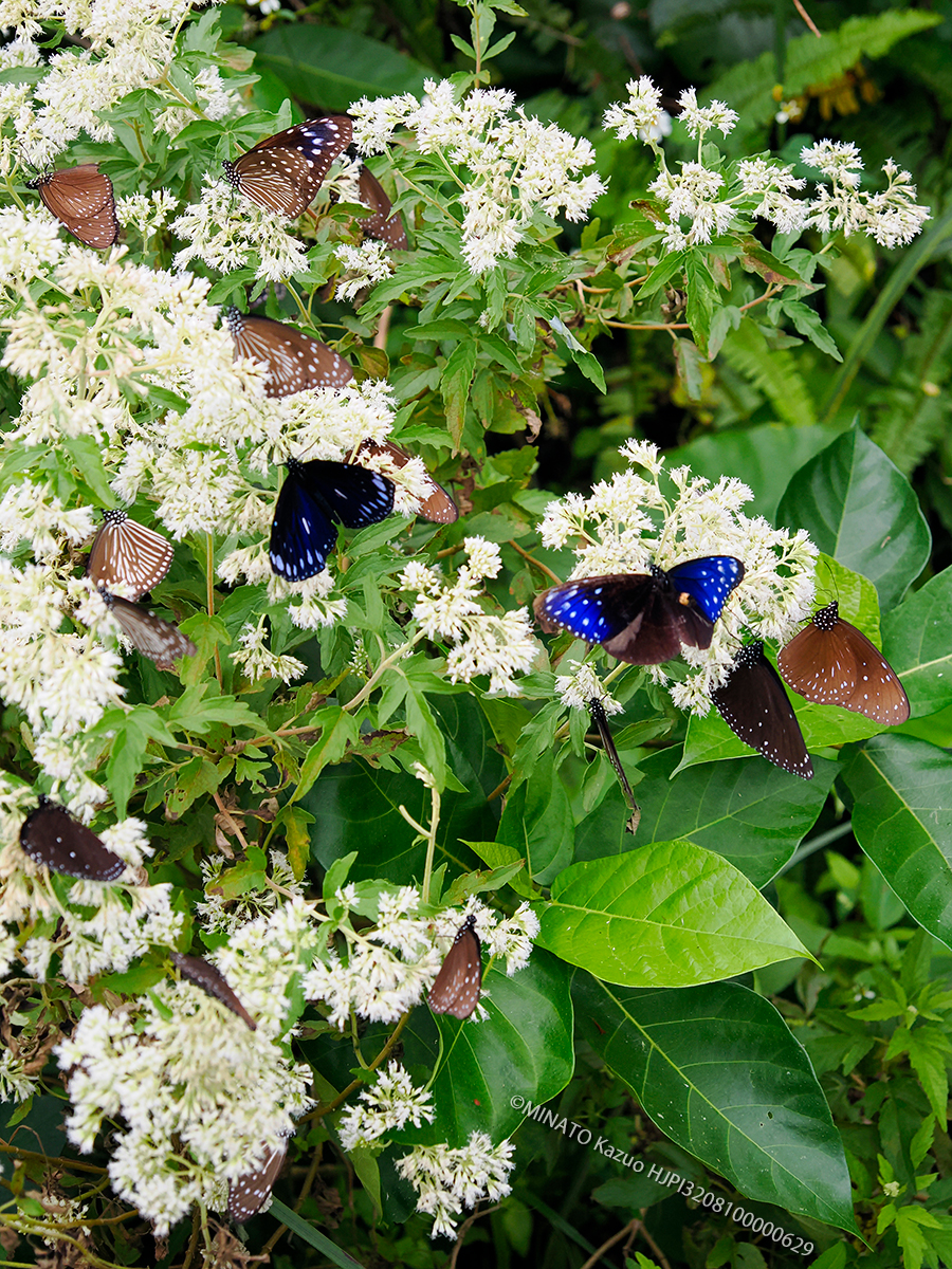 マダラチョウ類