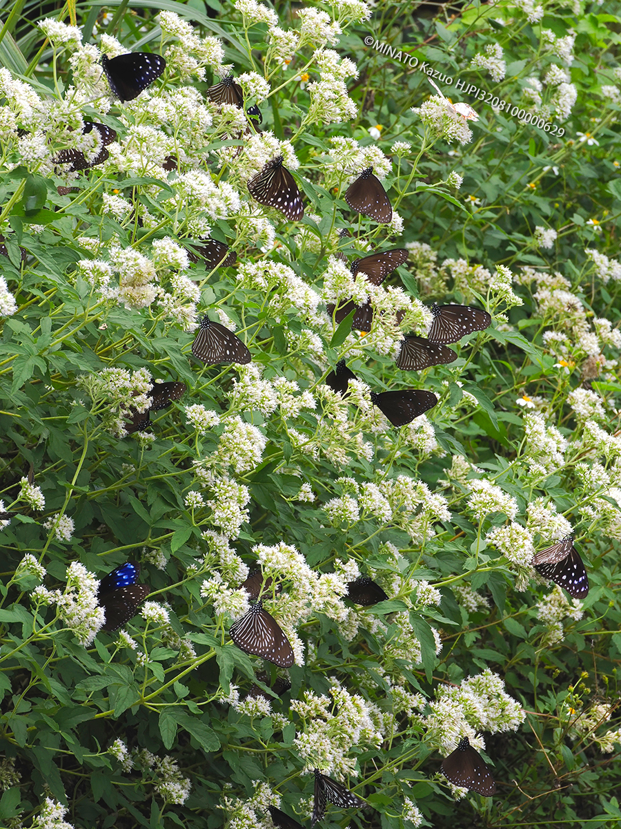 マダラチョウ類