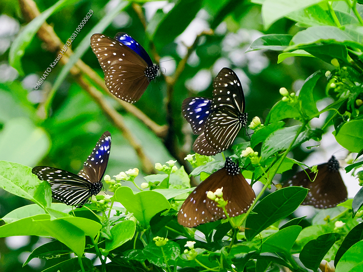 ツマムラサキマダラ