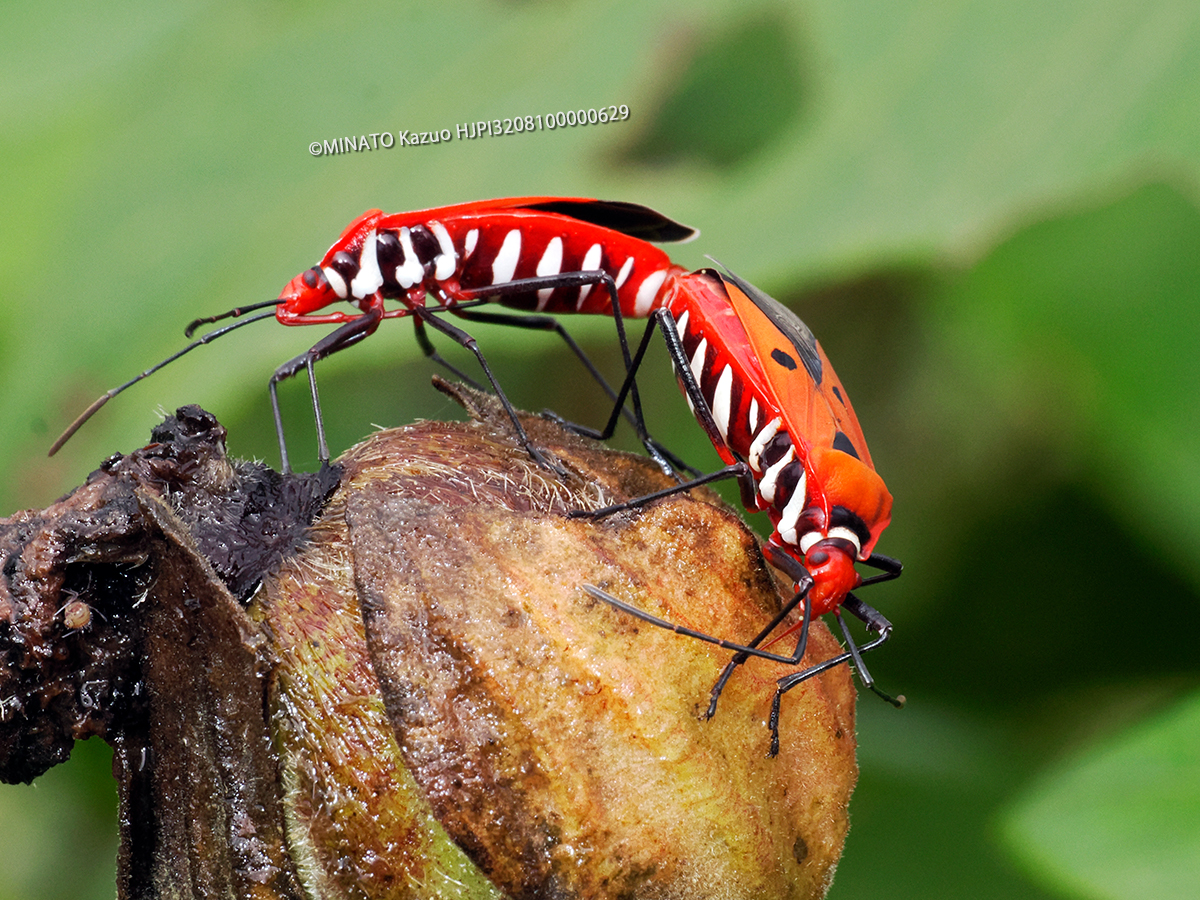 アカホシカメムシ