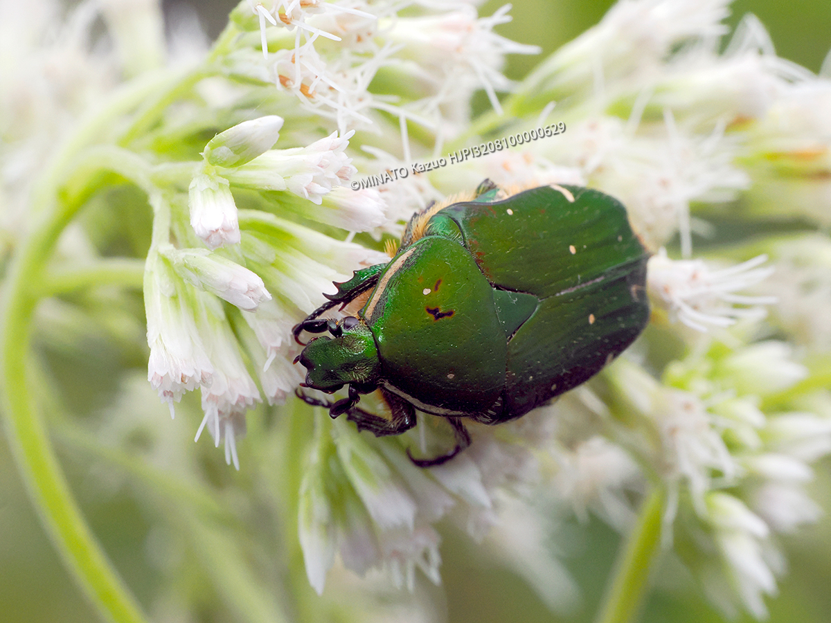 オキナワコアオハナムグリ