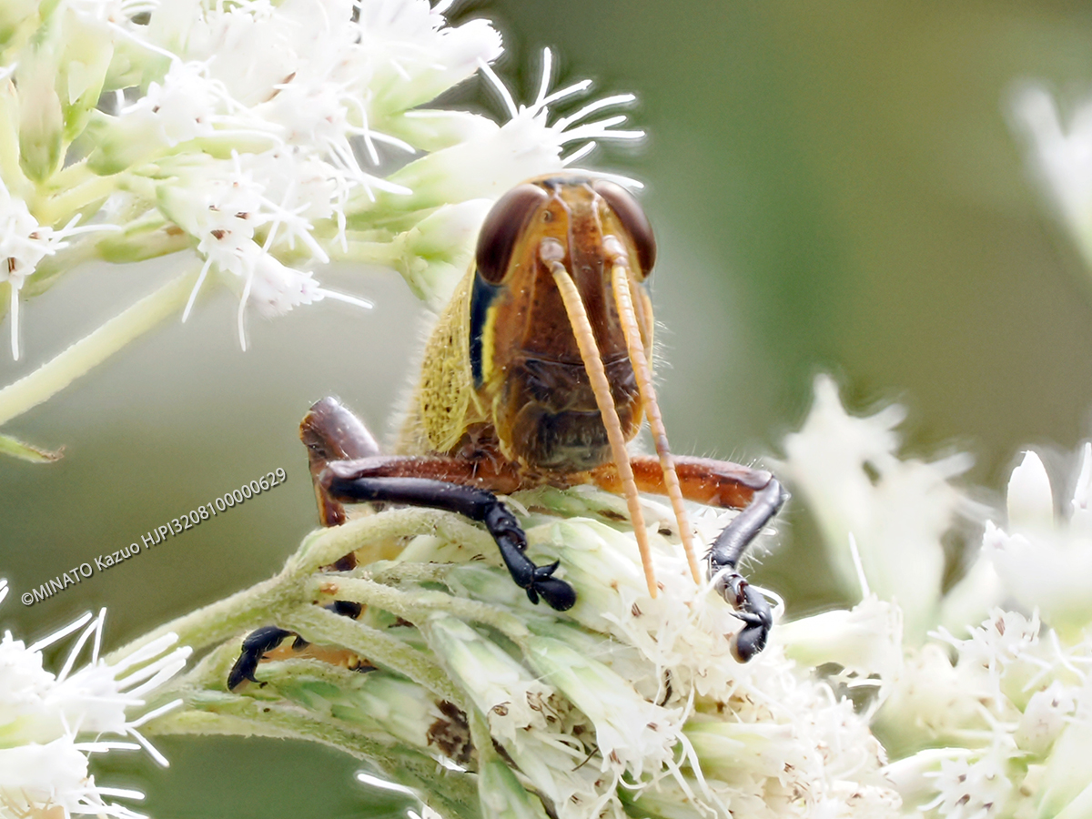 ツチイナゴ幼虫