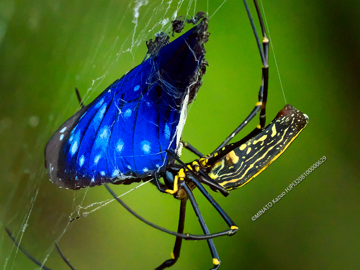 ツマムラサキカマダラ＜オオジョロウグモ