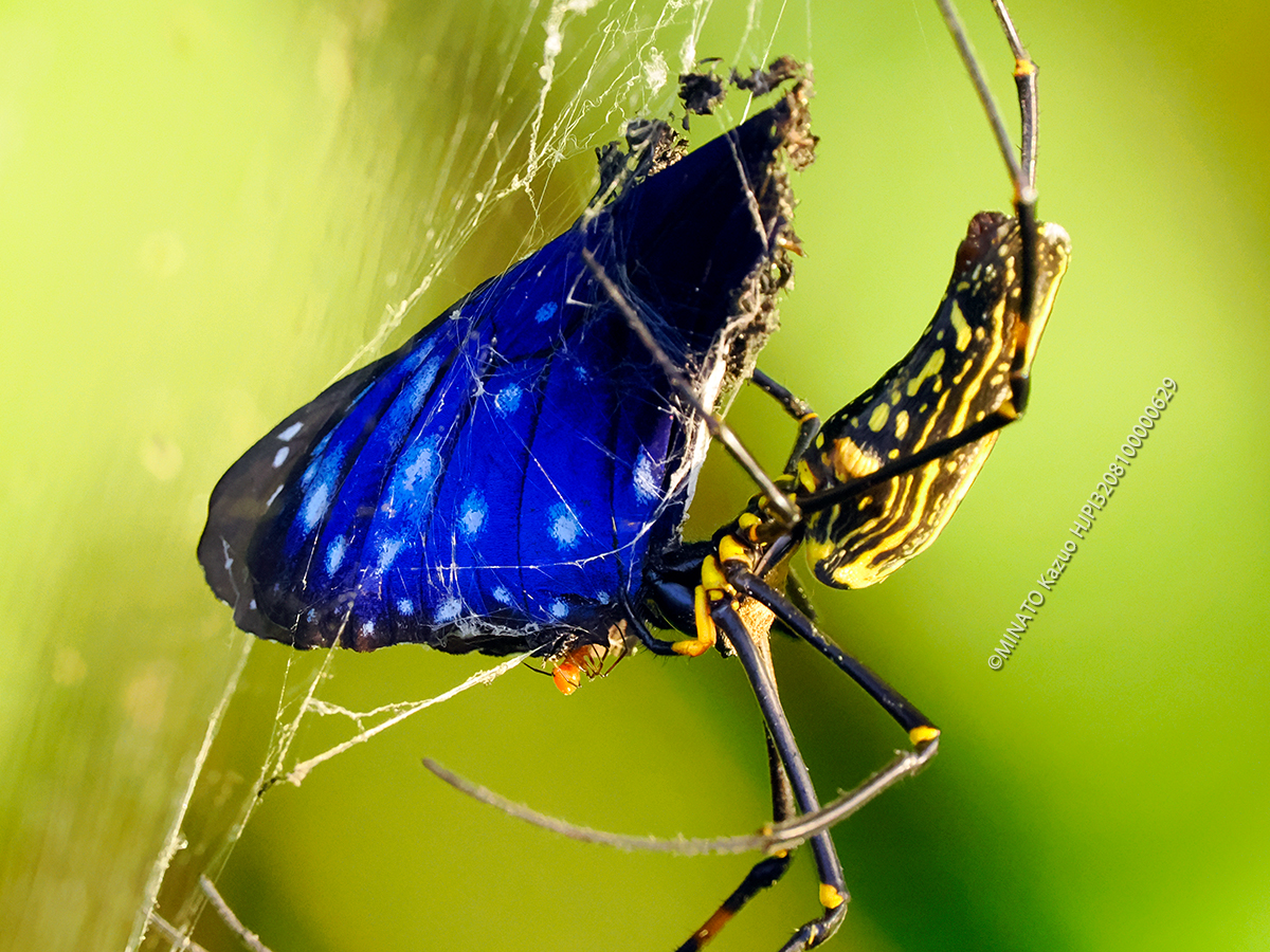 ツマムラサキカマダラ＜オオジョロウグモ