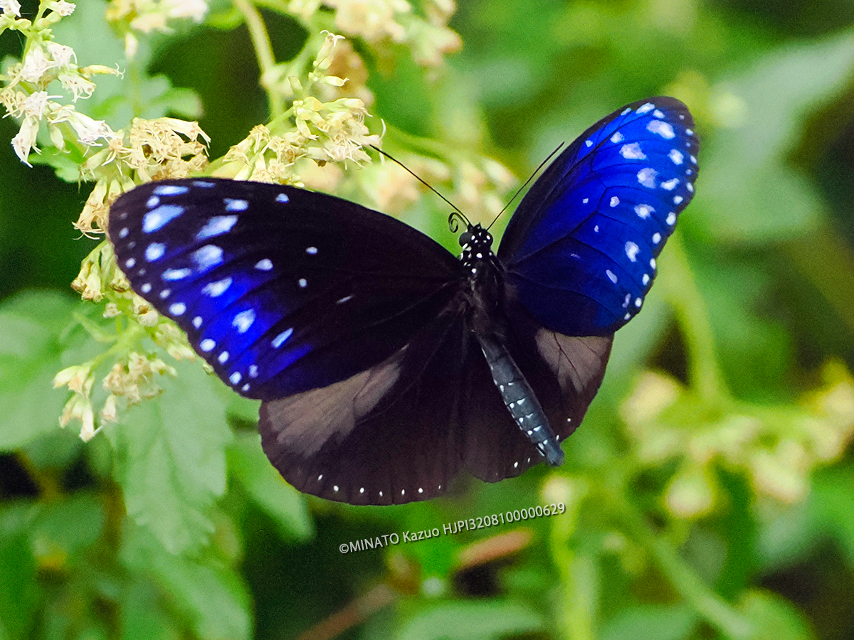 ツムラサキマダラ雄