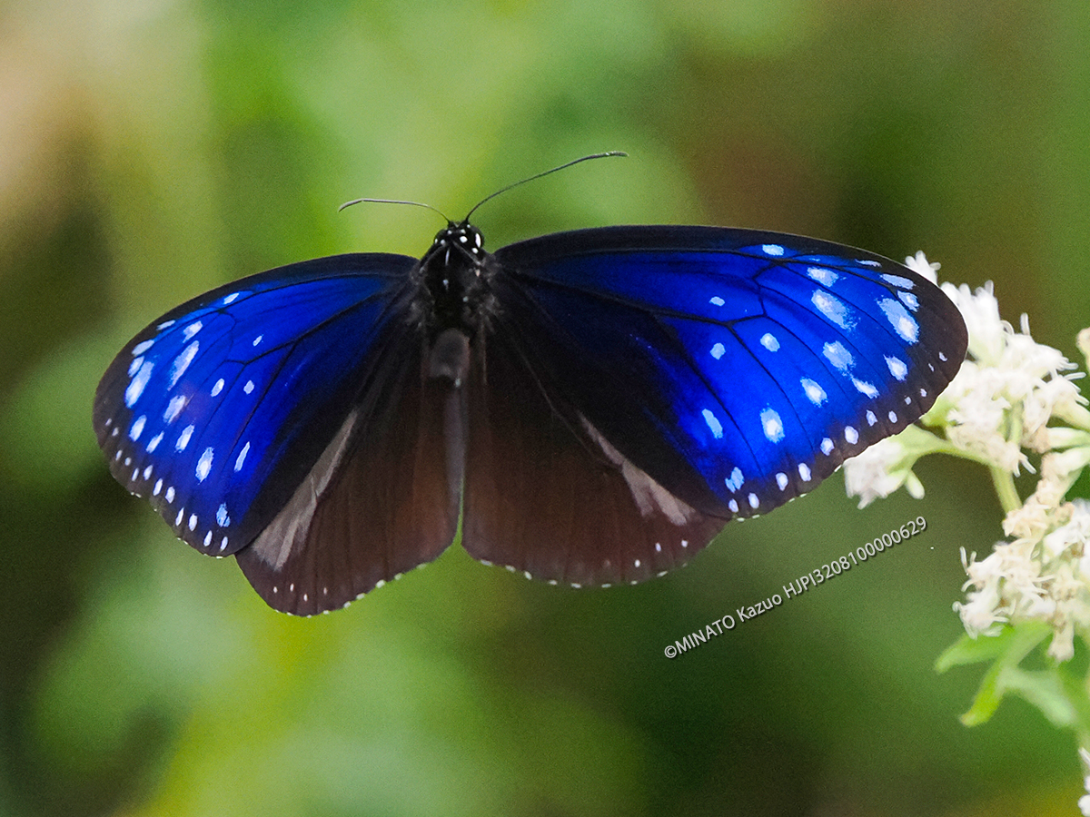 ツムラサキマダラ雄
