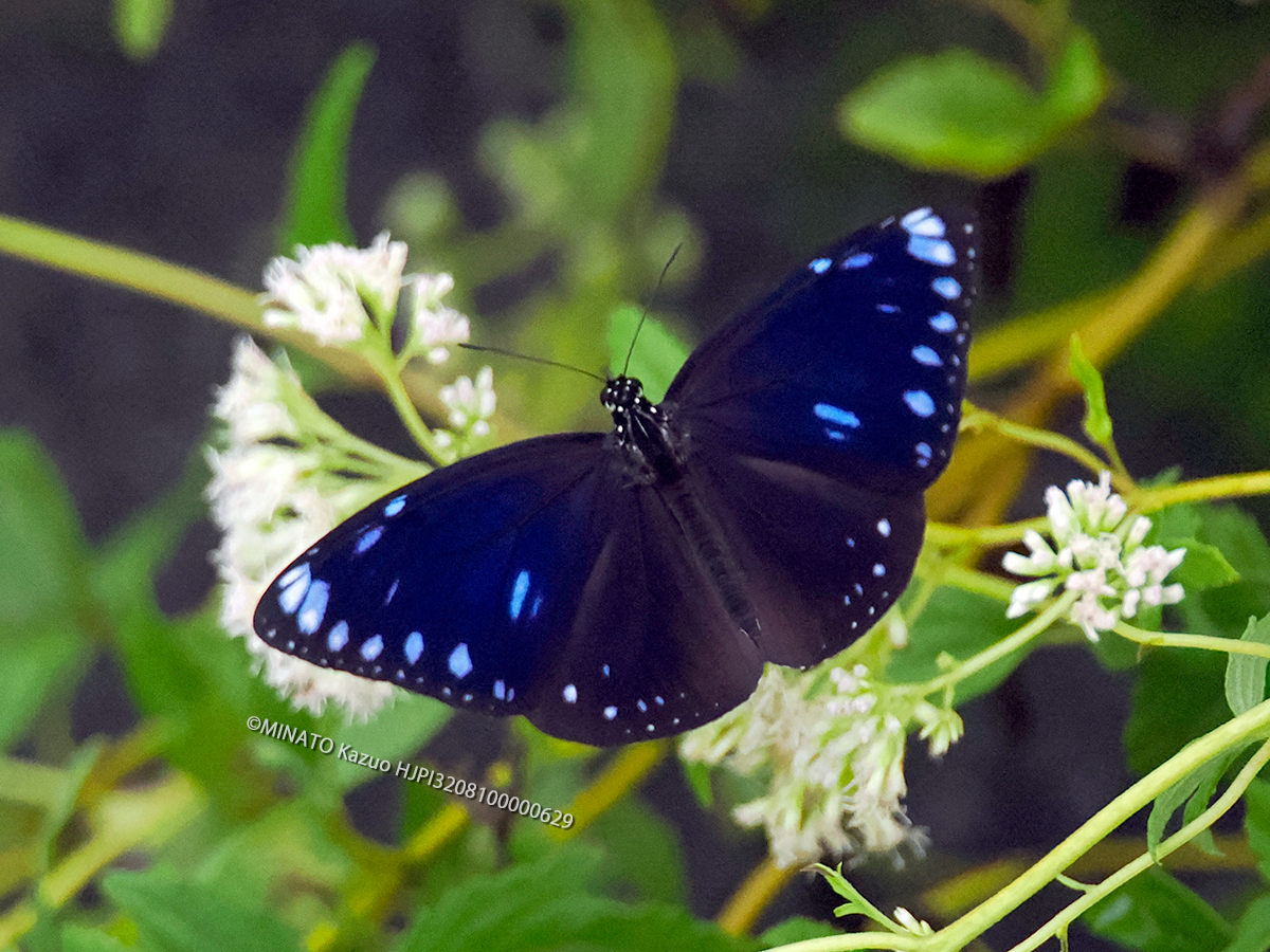 マルバネルリマダラ雌